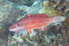 Oxycheilinus digramma