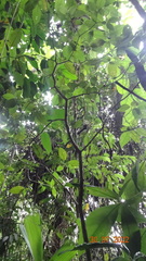 Tabernaemontana heterophylla