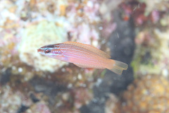 Pseudocoris yamashiroi