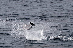 Stenella longirostris