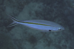 Caesio caerulaurea