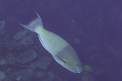 Scarus rubroviolaceus