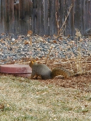 Sciurus niger