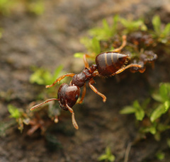 Crematogaster stollii