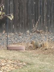 Sciurus niger
