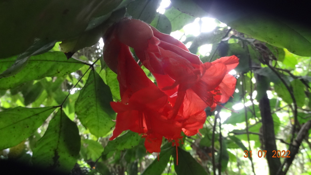 Cát anh – Brownea coccinea