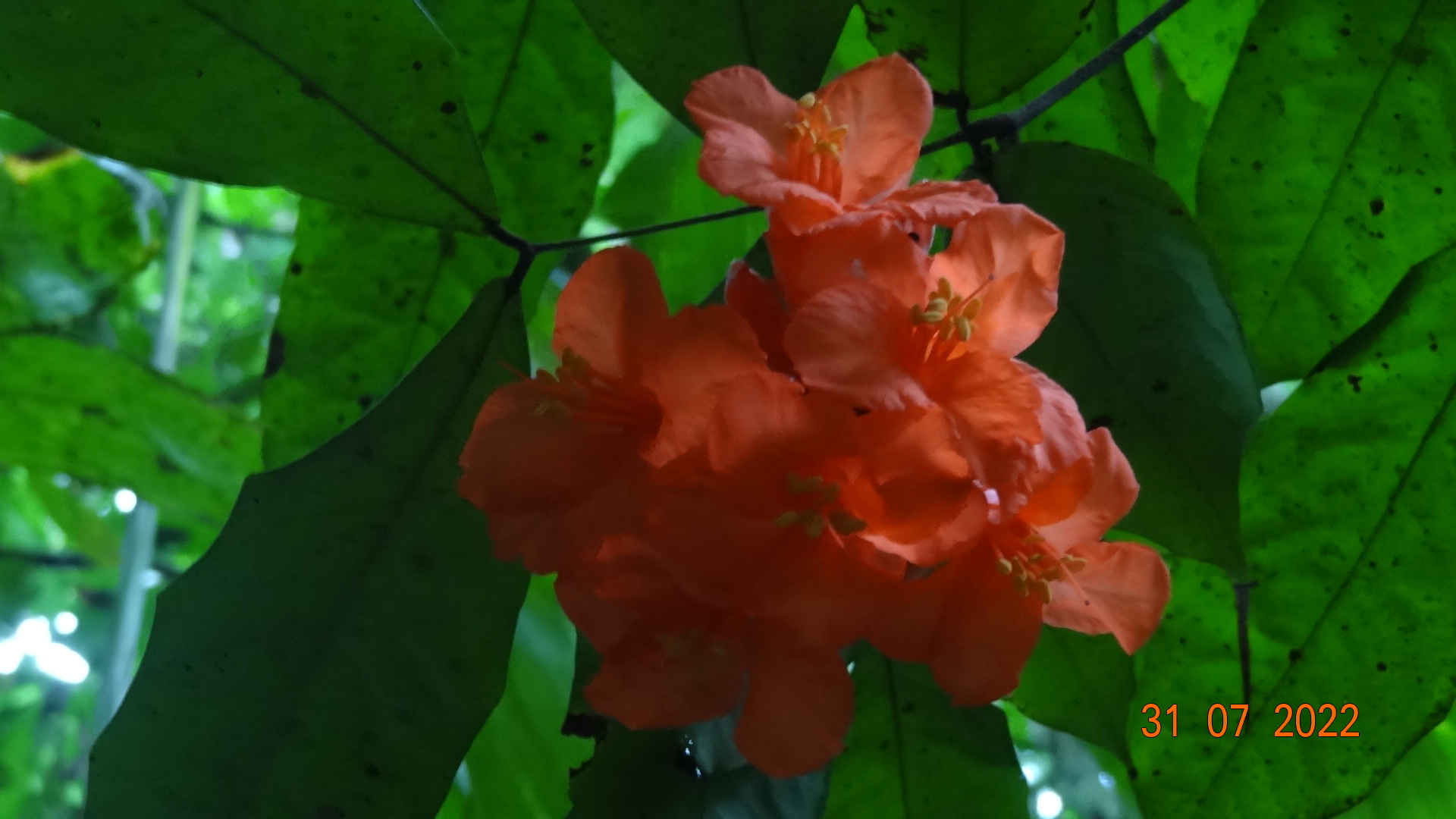 Scarlet Flame-Bean (Brownea coccinea)