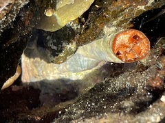 Thylacodes variabilis