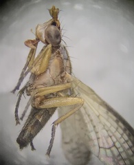 Sciomyzidae
