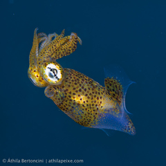 Pickfordiateuthis pulchella