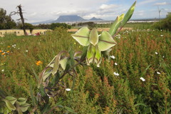 Gladiolus orchidiflorus
