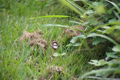 Danaus affinis
