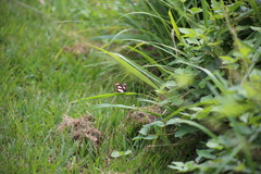 Danaus affinis