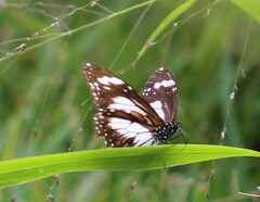 Danaus affinis