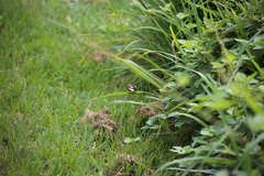 Danaus affinis