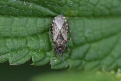 Heterogaster urticae
