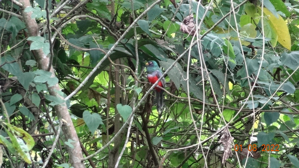 Ecuadorian Trogon