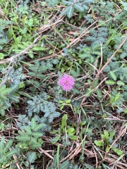 Mimosa strigillosa