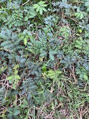 Mimosa strigillosa