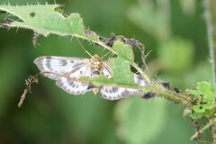 Anania hortulata