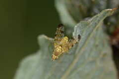 Terellia tussilaginis