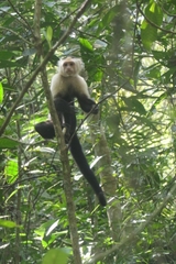 Cebus capucinus
