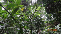 Tabernaemontana heterophylla