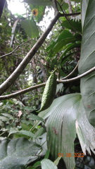 Tabernaemontana heterophylla