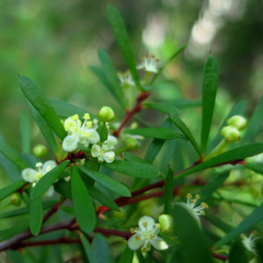 Micrantheum hexandrum