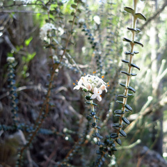Pimelea nivea