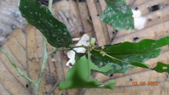 Chrysophyllum