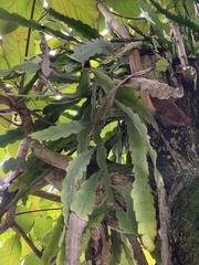 Epiphyllum phyllanthus