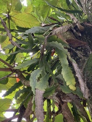 Epiphyllum phyllanthus