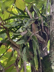 Epiphyllum phyllanthus