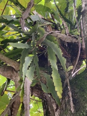 Epiphyllum phyllanthus
