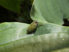 Membracoidea