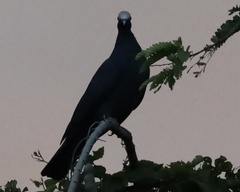 Patagioenas leucocephala