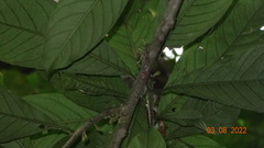 Cestrum megalophyllum