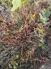 Salicornia