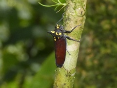 Zyzzogeton quadrimaculata