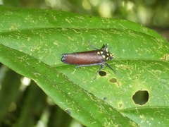Zyzzogeton quadrimaculata