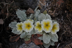 Primula aureata