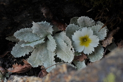 Primula aureata