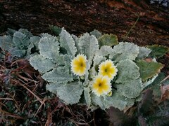 Primula aureata