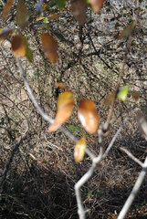 Ligustrum quihoui