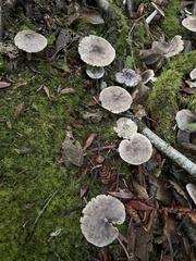 Tricholoma virgatum