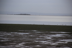 Himantopus leucocephalus