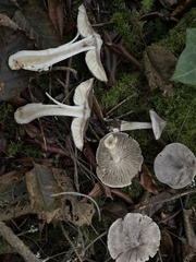 Tricholoma virgatum