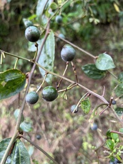 Passiflora cuspidifolia