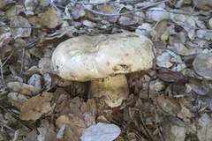 Caloboletus marshii